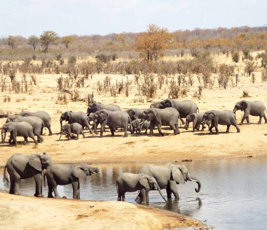Observez les éléphants du parc Hwange au Zimbabwe - Échappée Australe, créateur de vos voyages en Afrique