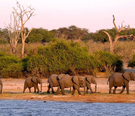 Eléphants - voyage de noces safari Afrique