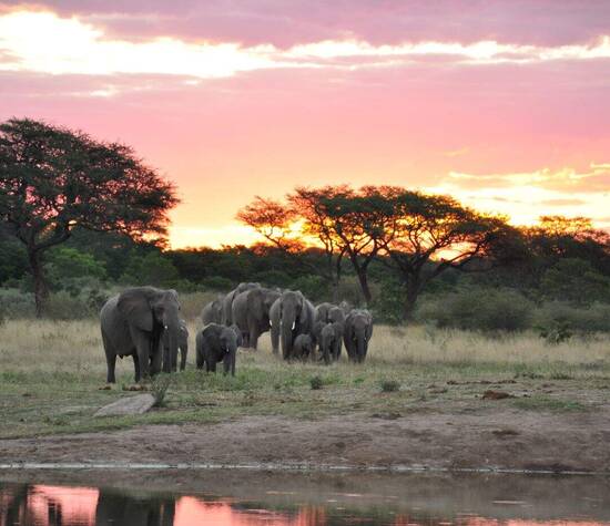 Parc de Hwange, Zimbabwe