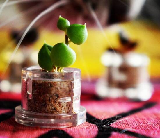 © Mini-cactus 