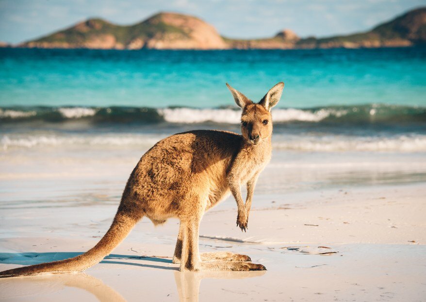 Voyage de noces extra : l'Australie, entre rêve, aventure et immensité, découvrez notre circuit recommandé