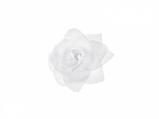 Décoration de Voiture Roses blanches pour décoration de voiture : 24 Pcs.